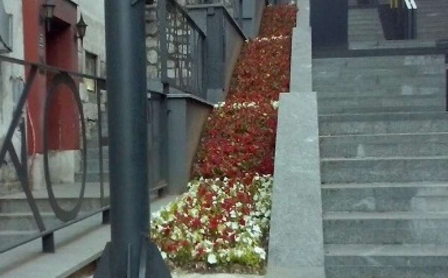 Stepenište u Pruščakovoj ulici u cvjetnom ruhu